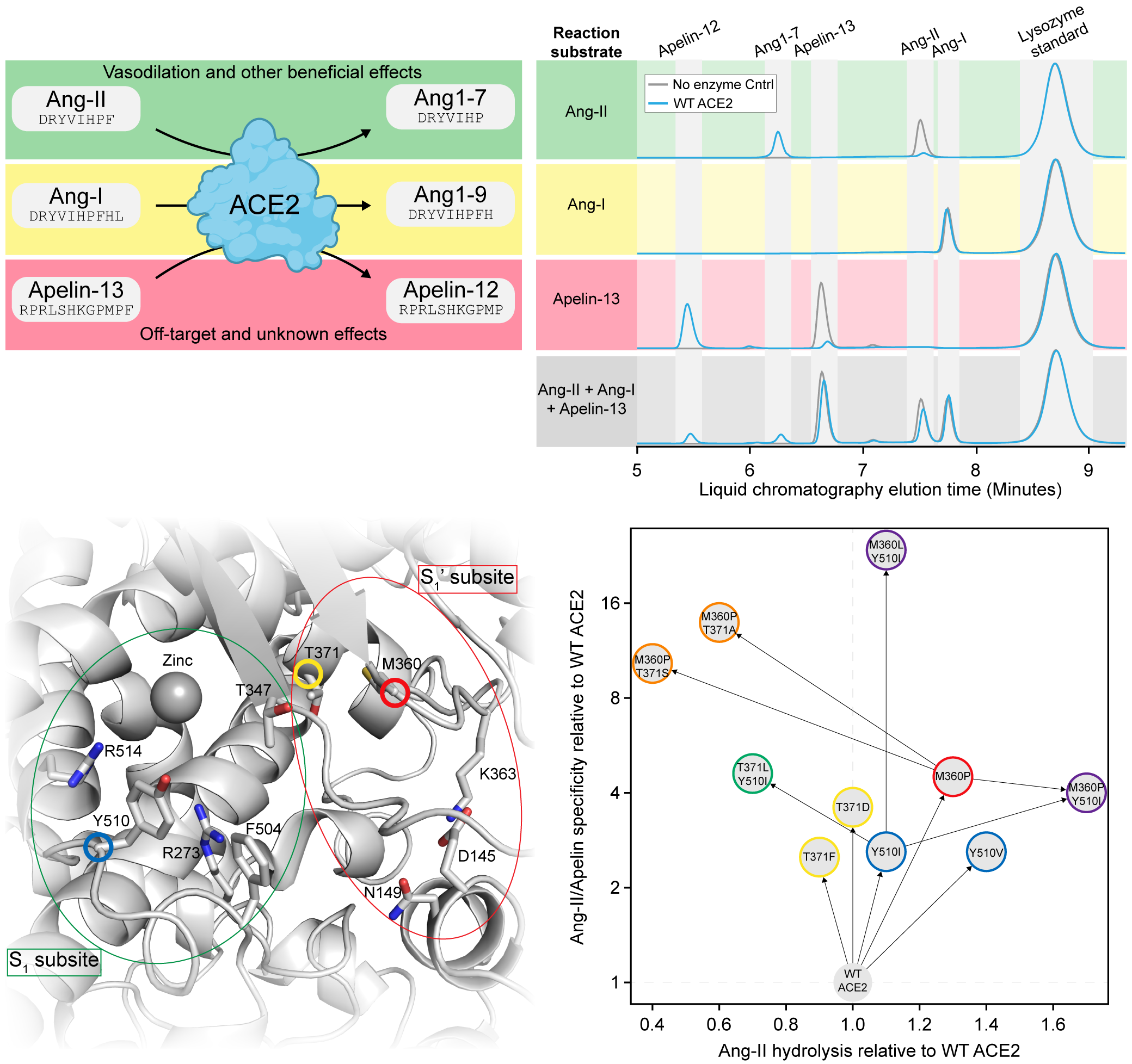 ACE2 directed-evolution figure showing therapeutic substrates, chromatography, structure, and variant performance