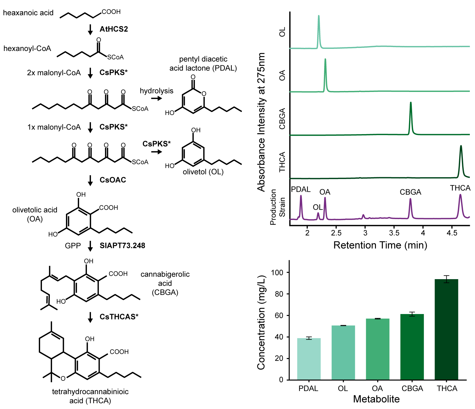 Predicted and measured product profiles for engineered olivetolic acid cyclase variants
