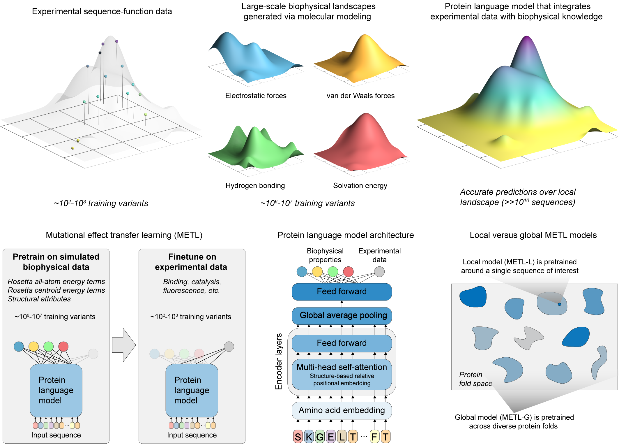 METL overview combining experimental sequence-function data with simulated biophysical landscapes