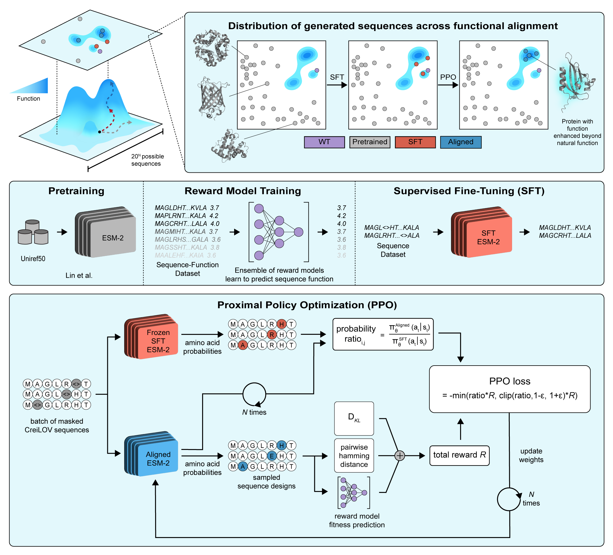 RLXF framework for functionally aligning protein language models with experimental data