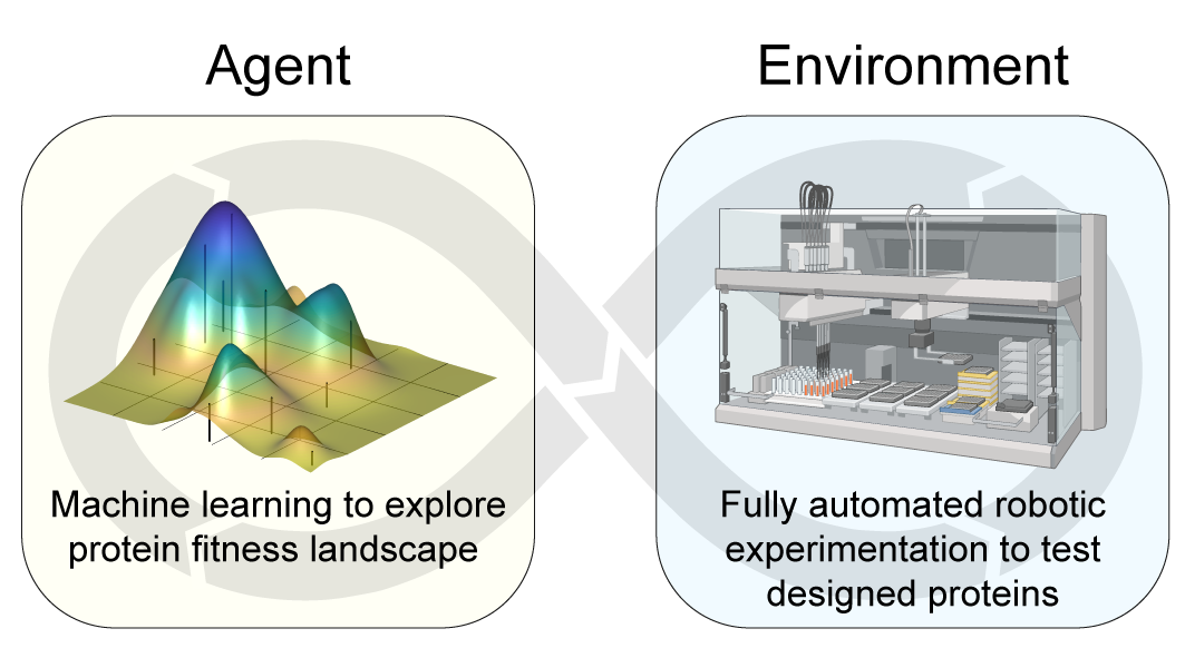 SAMPLE self-driving laboratory linking machine learning with automated protein experiments
